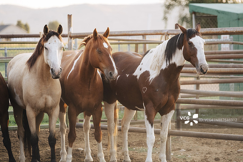 犹他州的牛仔生活方式图片素材