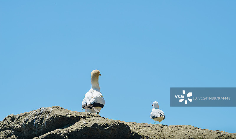 塘鹅和海鸥，新西兰拐子角图片素材