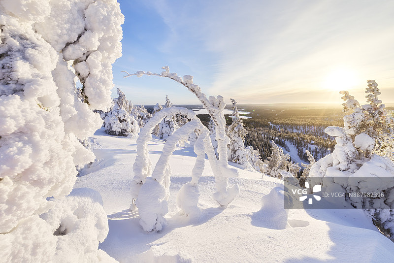 芬兰拉普兰冰冻的树木图片素材