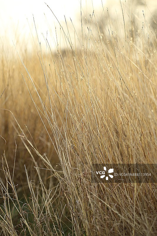 野生草背景图片素材
