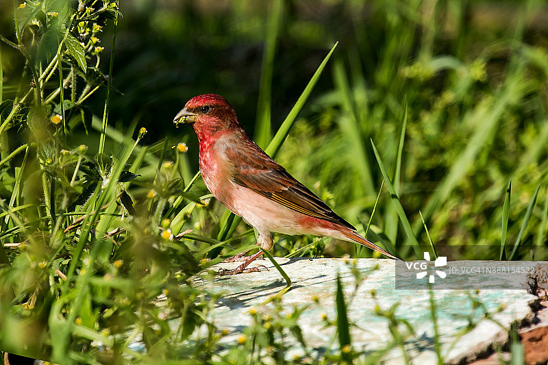 饥饿的岭雀图片素材