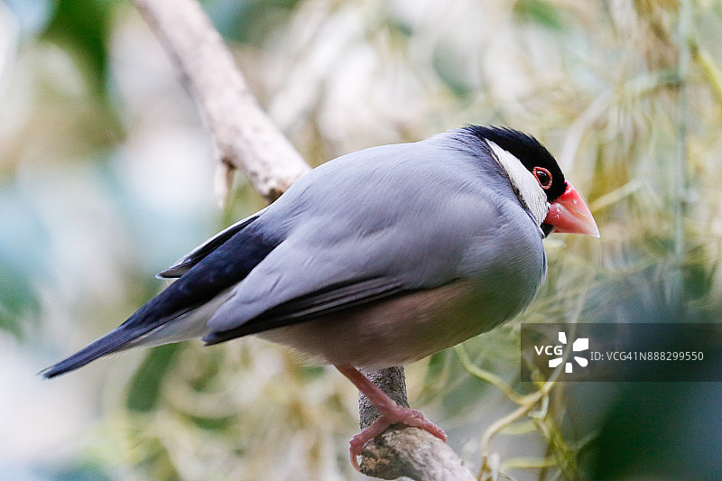 墨西哥城鸟舍中的爪哇麻雀图片素材