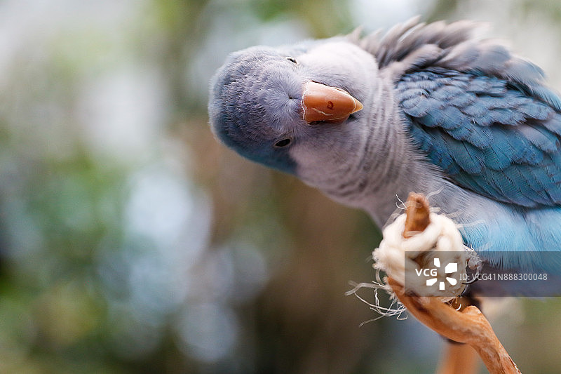 在禽舍中的和尚鹦鹉或贵格会鹦鹉——墨西哥墨西哥城图片素材