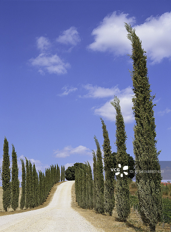 绿树成荫的乡村公路图片素材
