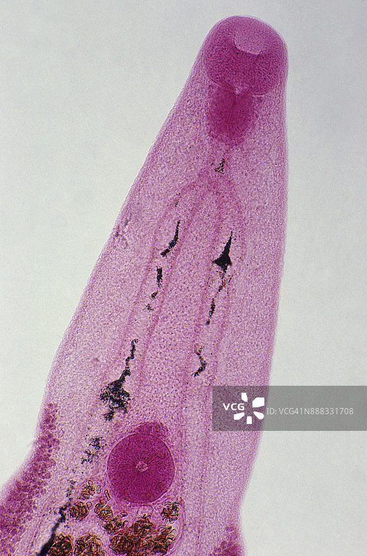 中华肝吸虫图片素材