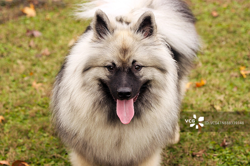 美丽的荷兰毛狮犬图片素材