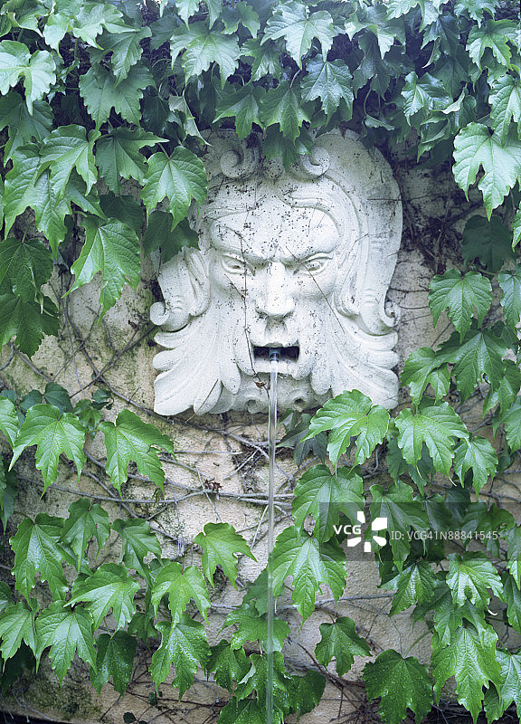 雕刻人脸喷泉周围生长的常春藤图片素材