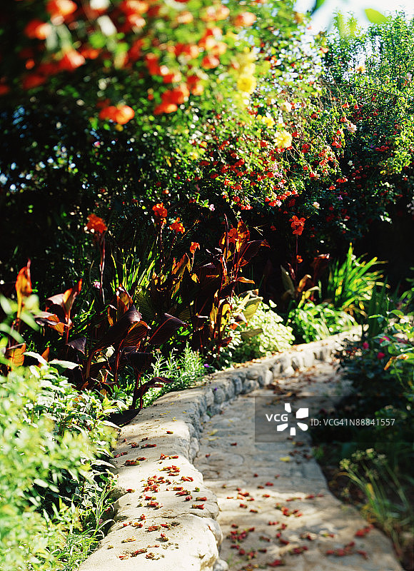 花园中的美人蕉和风铃花步道图片素材