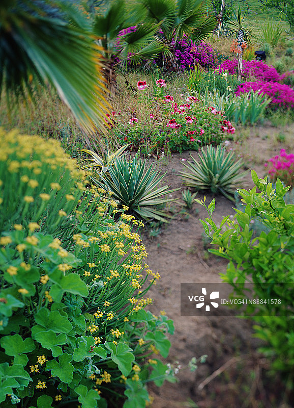 龙舌兰花园图片素材