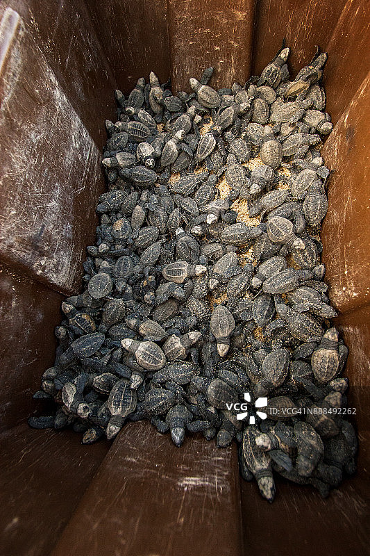 箱子上的一群红海龟图片素材