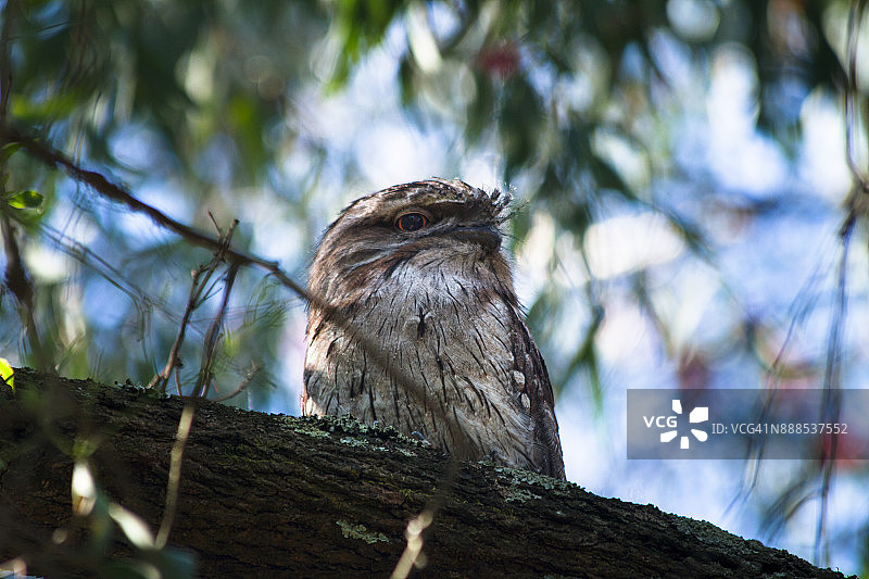 桉树上的茶色蟆口鸱图片素材