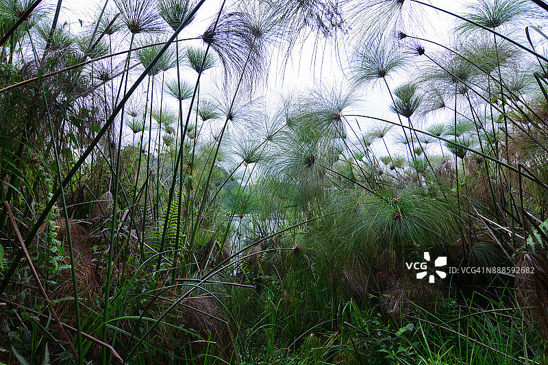 基亚宁加湖周围的沼泽植被图片素材