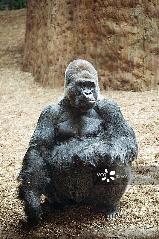 加拿大多伦多动物园里的猩猩图片素材