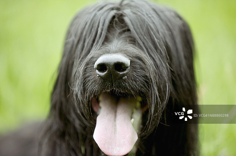 布里牧羊犬肖像图片素材