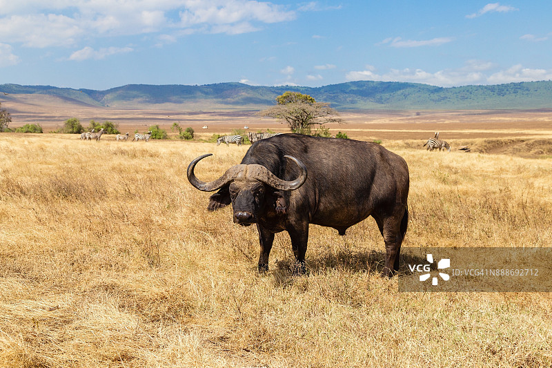 非洲水牛特写，摄于恩戈罗恩戈罗保护区图片素材