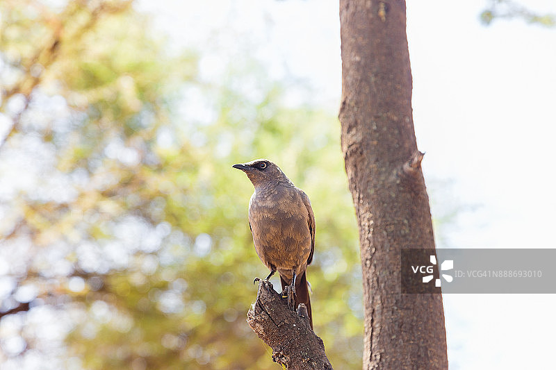 塔兰吉雷国家公园的灰椋鸟图片素材