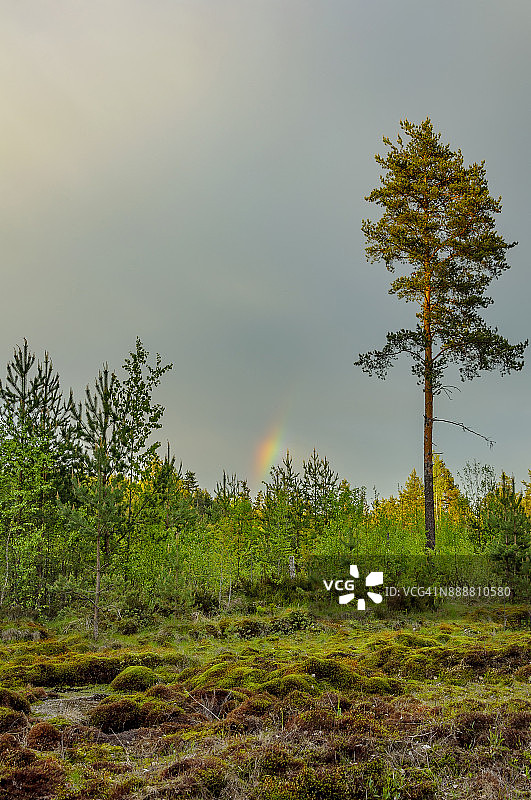 苔藓沼泽图片素材