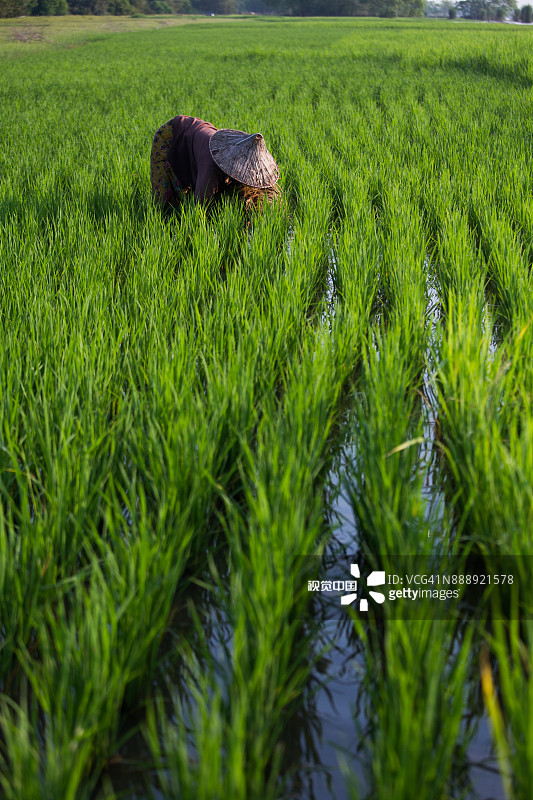 泰国农民种植水稻图片素材