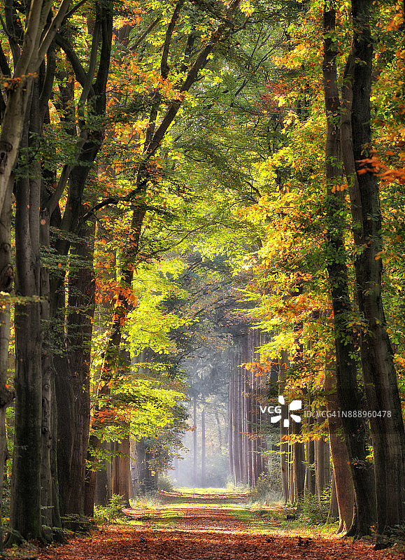 秋叶色彩的壮丽大道图片素材