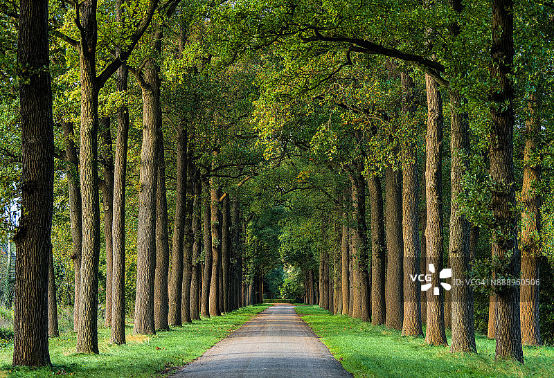 秋叶色彩的壮丽大道图片素材