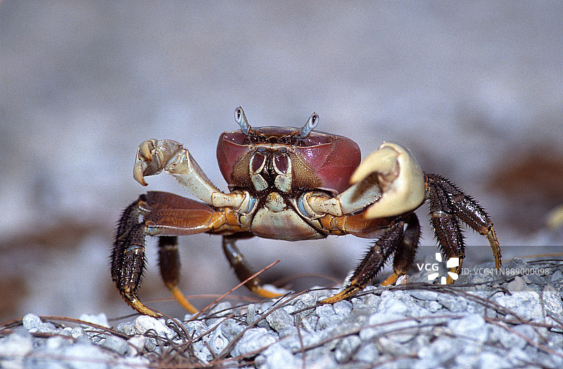 海边的棕色陆蟹图片素材