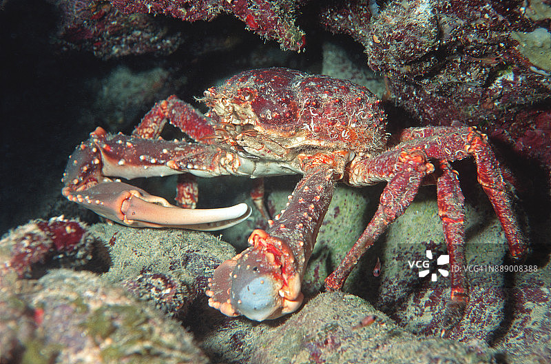 西印度群岛蜘蛛蟹夜间觅食图片素材