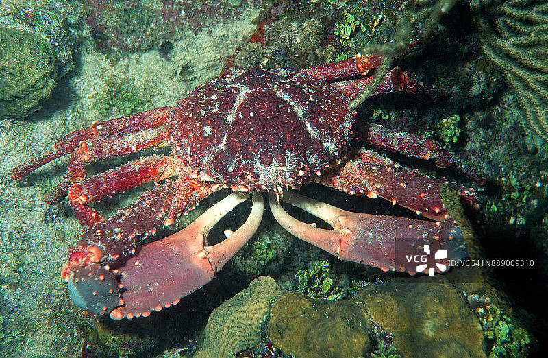 西印度群岛蜘蛛蟹夜间觅食图片素材