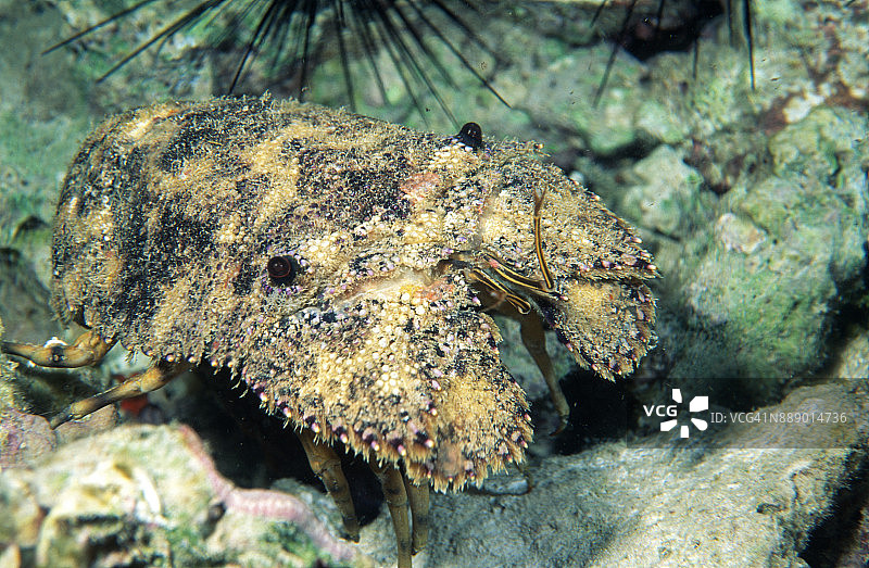 海床上雕刻的蝉虾图片素材