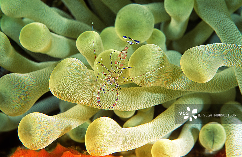 一只被发现的清洁虾坐在它的海葵里图片素材