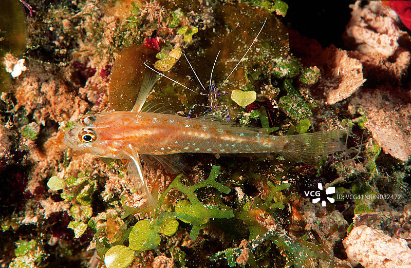 清洁虾清洁雀鲷图片素材