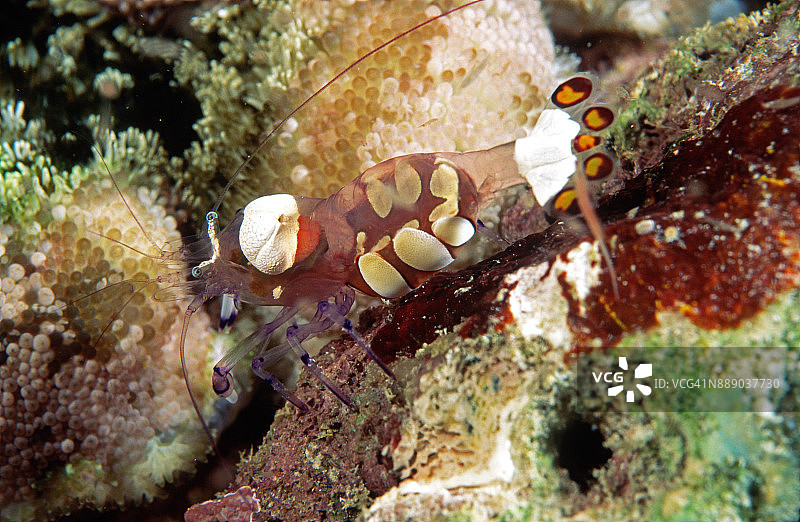 栖息在珊瑚礁上的孔雀尾海葵虾图片素材