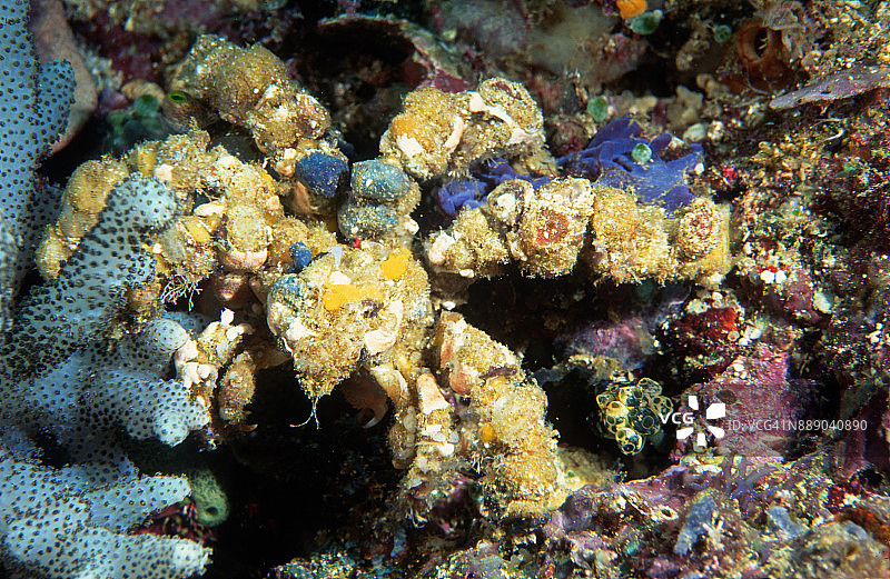 坐在珊瑚礁上的蜘蛛装饰蟹图片素材