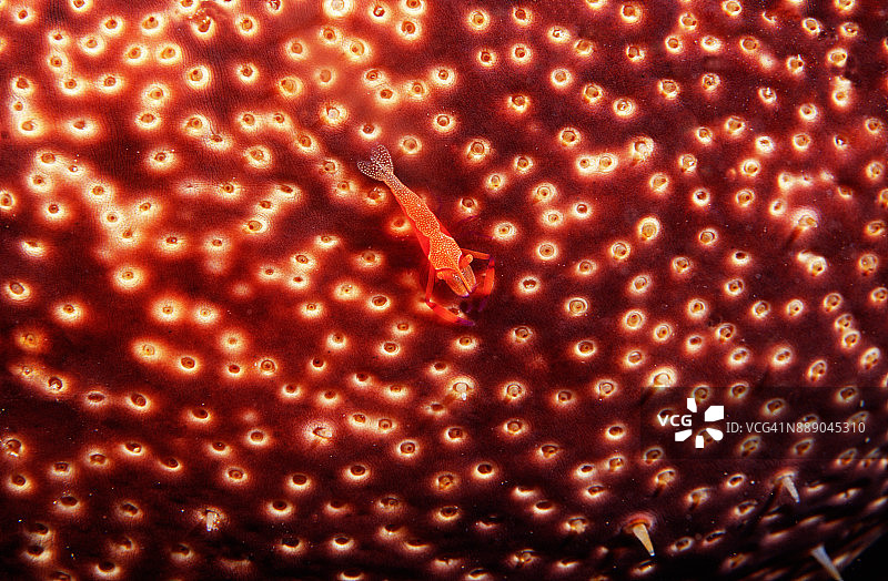 珊瑚礁上的明虾图片素材