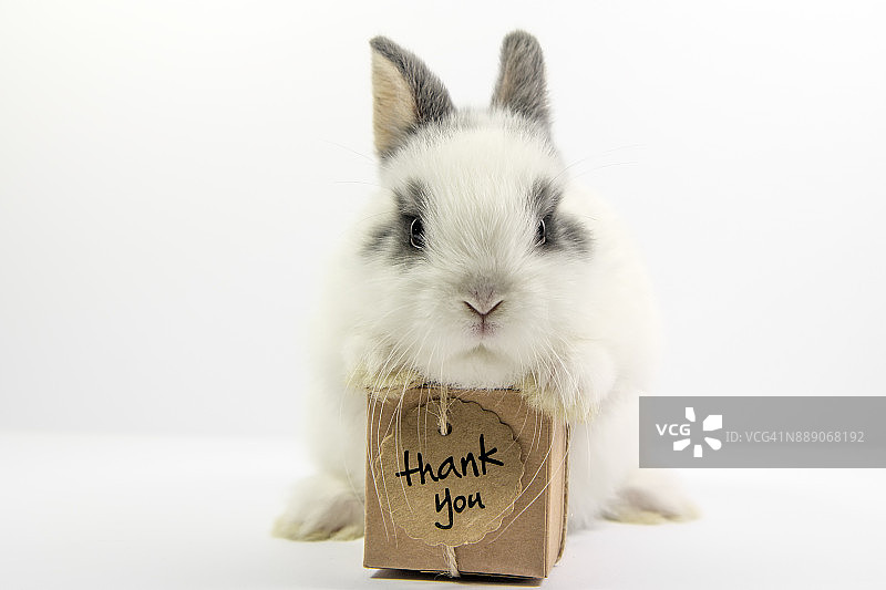 抱着礼品盒的兔子图片素材
