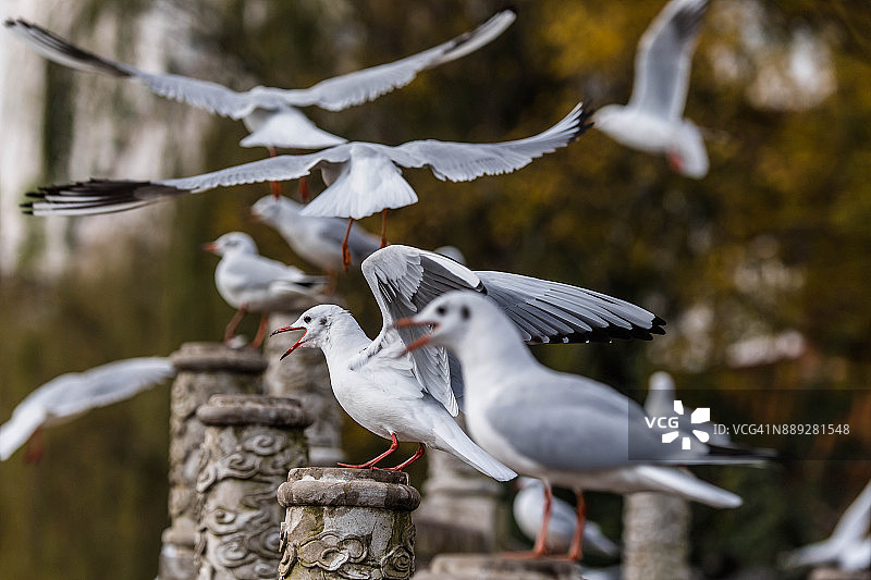 城市中的海鸥图片素材