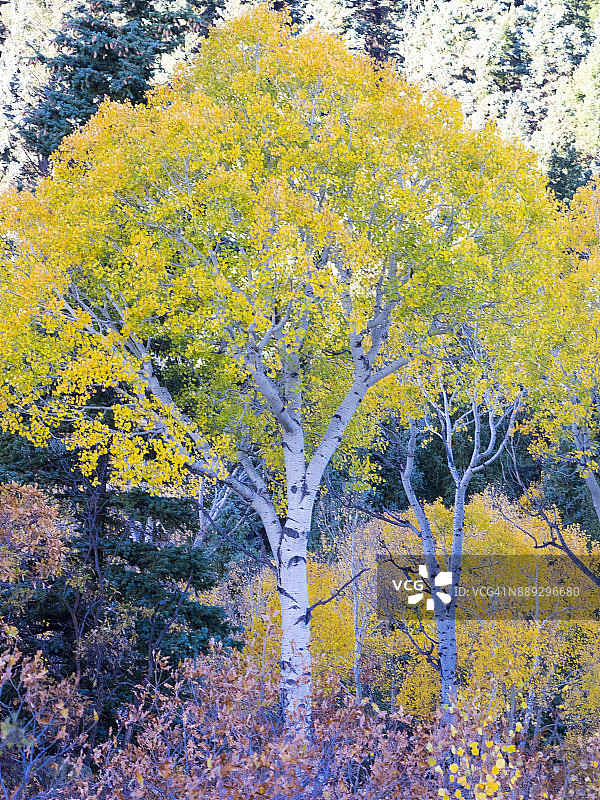 森林中的秋天白杨树图片素材