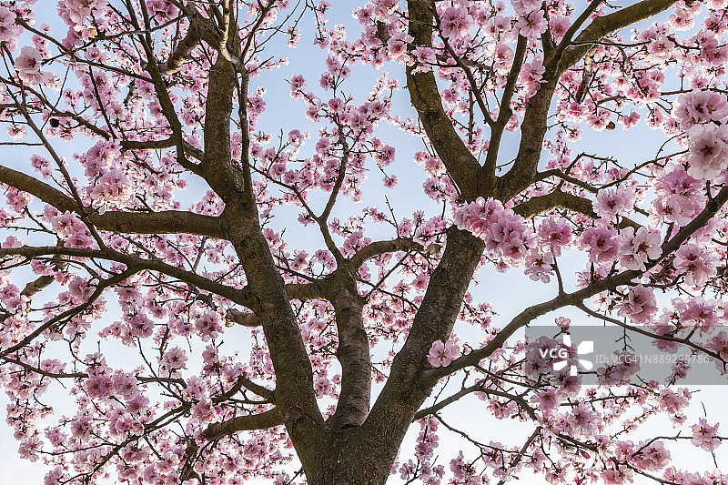 春天盛开的杏树图片素材