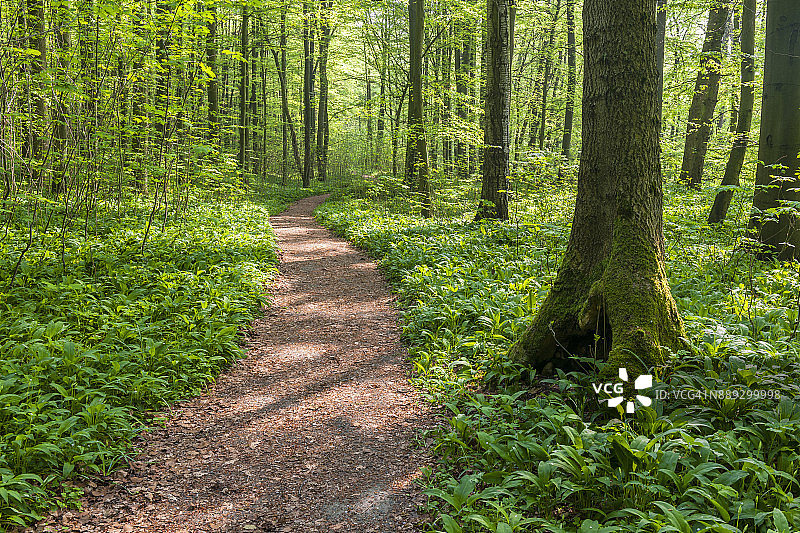 春季榉树林小径，德国海尼希国家公园图片素材