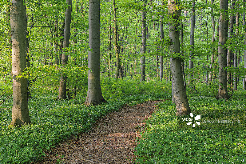 春季榉树林小径，德国海尼希国家公园图片素材