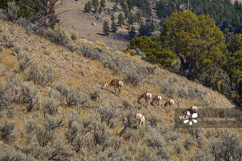 叉角羚图片素材