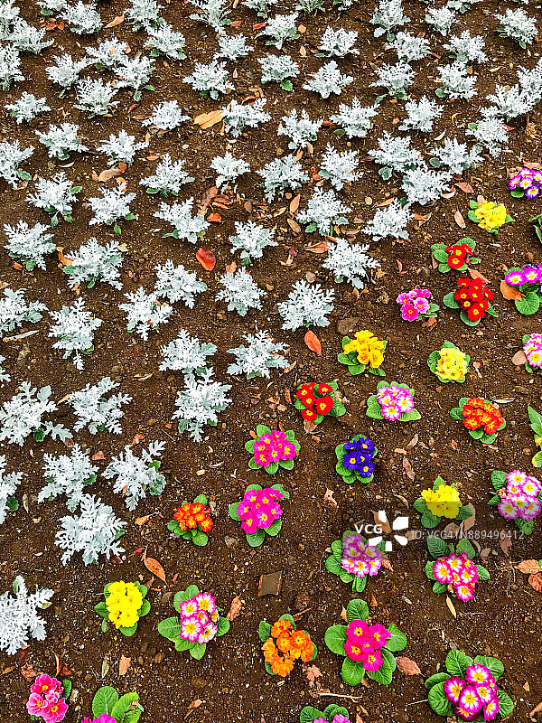 花坛中新种植的银叶菊和报春花图片素材