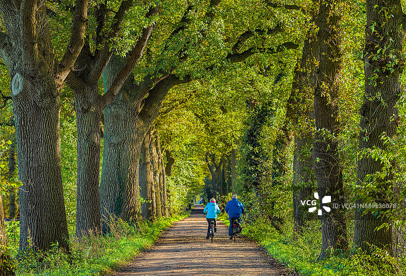 老年夫妇在绿树成荫的小路上骑自行车图片素材