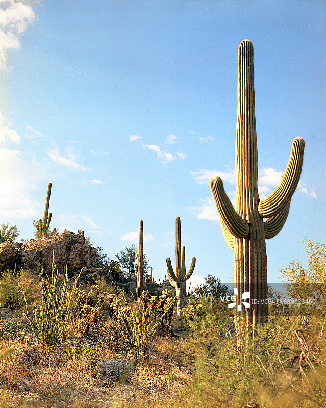 索诺兰沙漠的早晨图片素材