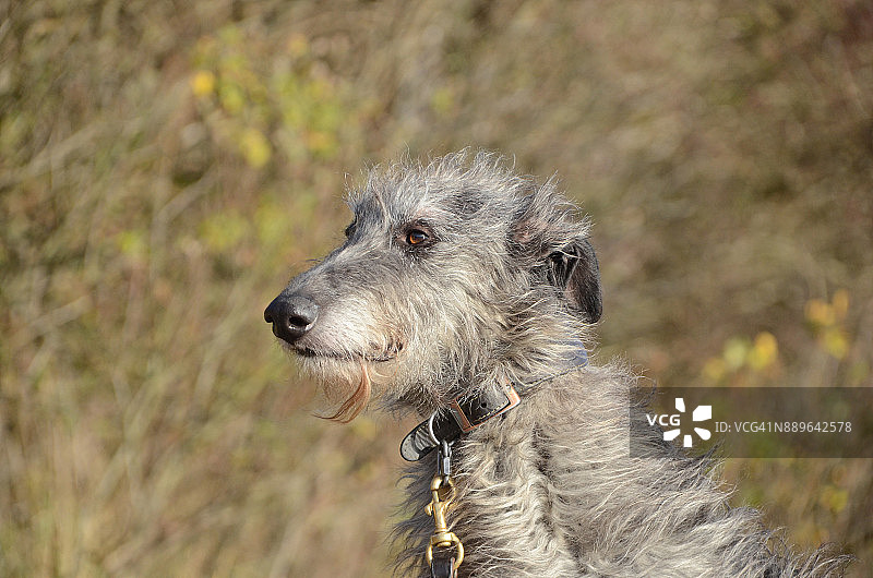 苏格兰猎鹿犬图片素材