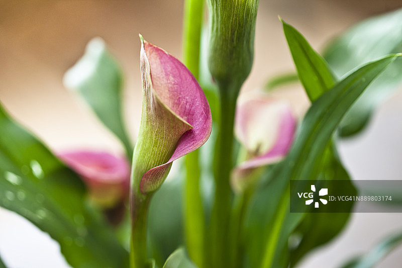 马蹄莲图片素材