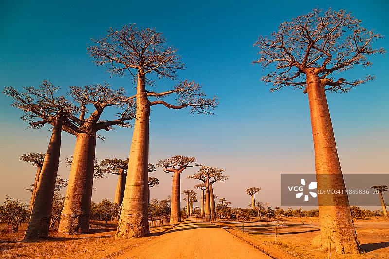 猴面包树大道图片素材