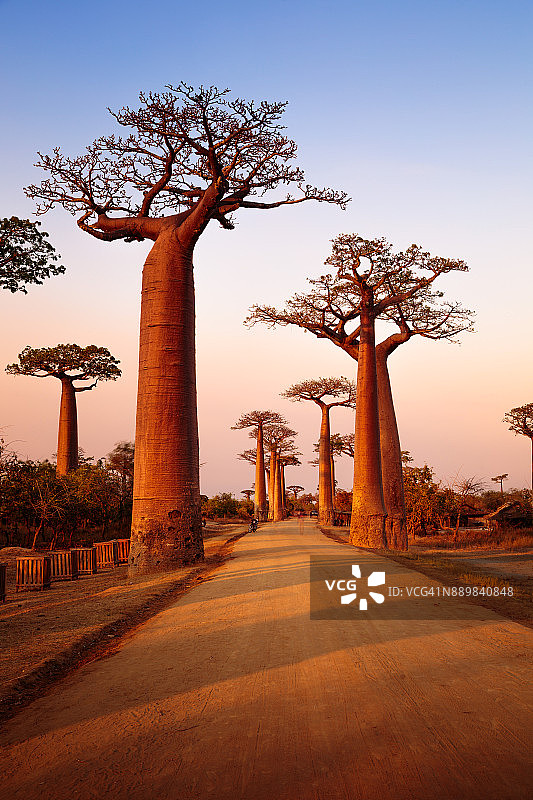 猴面包树大道图片素材