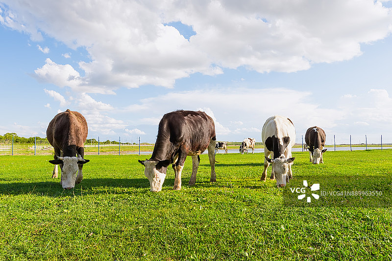草地上的奶牛图片素材