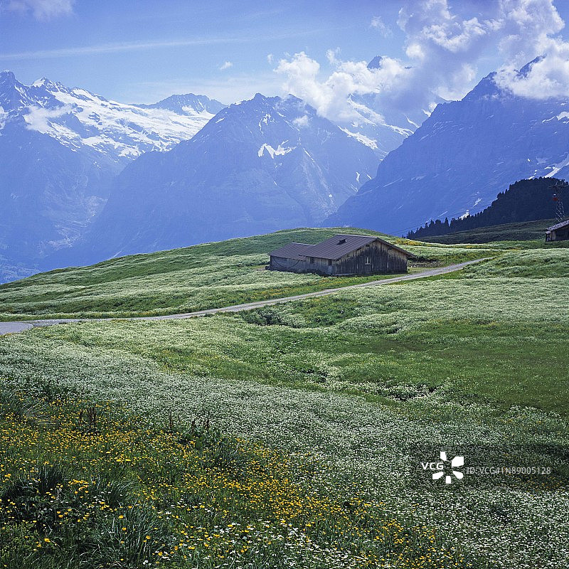 瑞士格林德瓦的草地图片素材