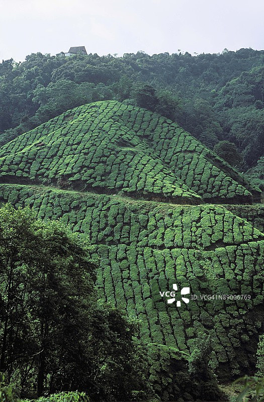 马来西亚金马仑高原的巴拉斯茶园图片素材